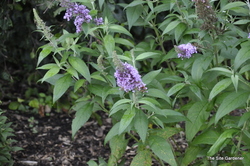 Buddleia davidii 'Peacock' — photo 2
